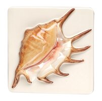 Fruits De Mer Spider Conch (Lustre) 100 x 100